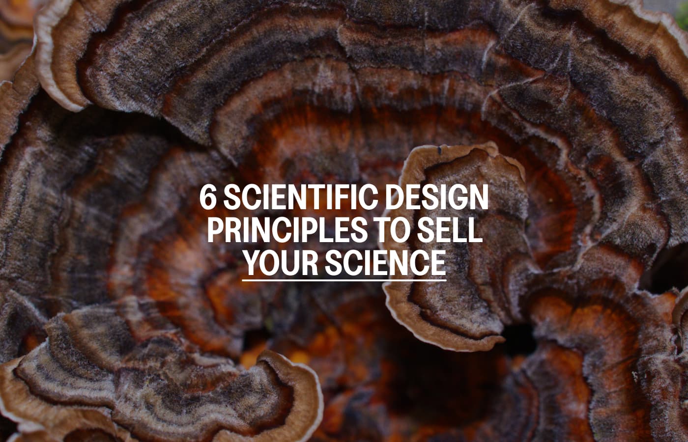 Featured image for The art behind scientific pitch decks: 6 design principles to sell your science